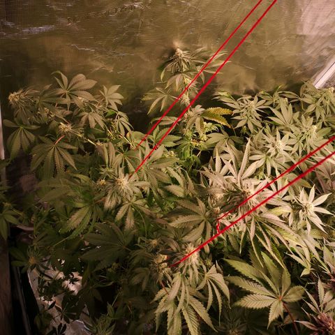 Purple punch cookies growlog timeline photo