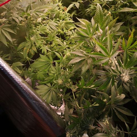 Purple punch cookies growlog timeline photo