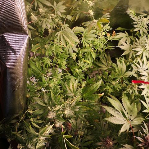 Purple punch cookies growlog timeline photo
