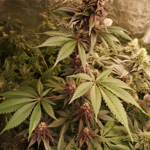 Tropicanna poison fast growlog timeline photo