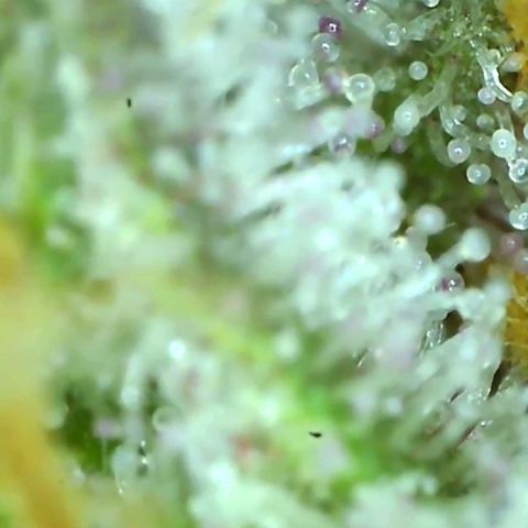 Blueberry cookies growlog timeline photo