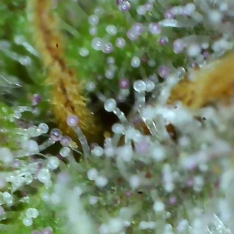 Blueberry cookies growlog timeline photo