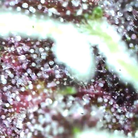 Tropicanna poison fast growlog timeline photo