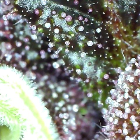 Tropicanna poison fast growlog timeline photo