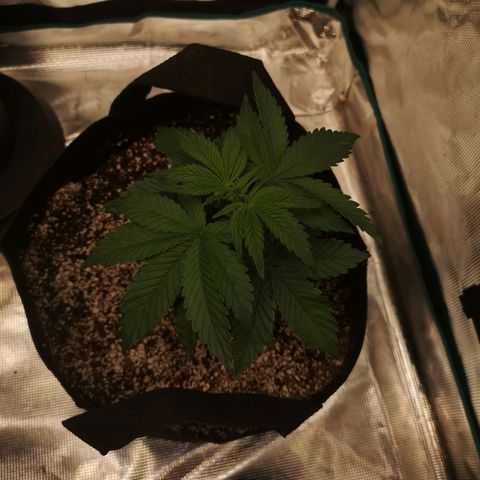 Cherry gar see ya growlog timeline photo