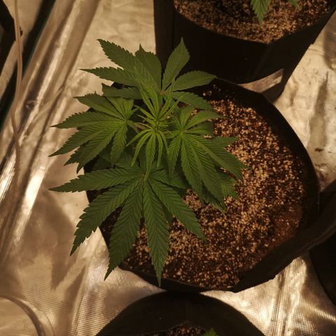 Critical pk growlog timeline photo