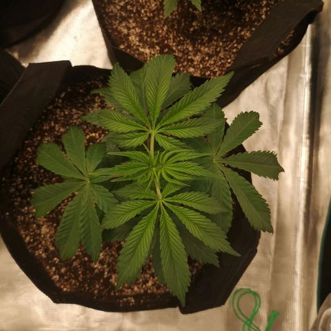 Runtz s1 growlog timeline photo