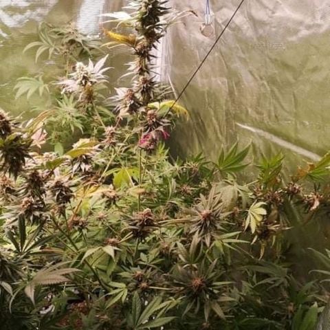 Banana daddy growlog timeline photo