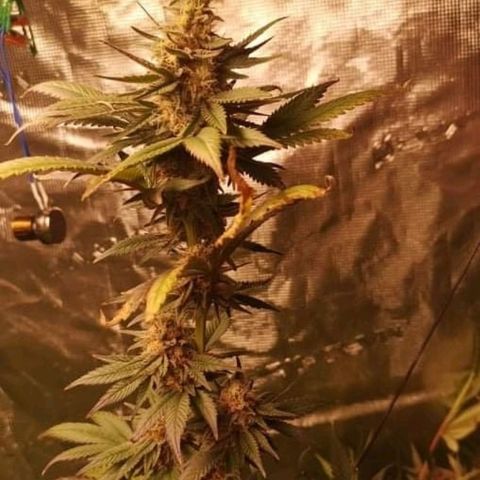 Banana daddy growlog timeline photo