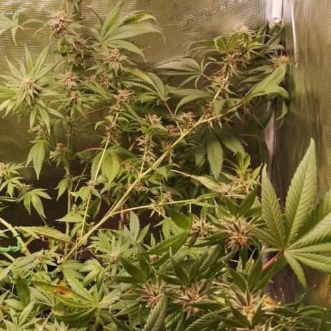 Blueberry cookies growlog timeline photo