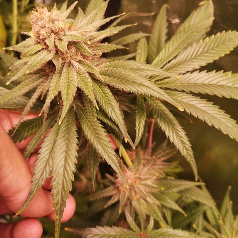 Blueberry cookies growlog timeline photo