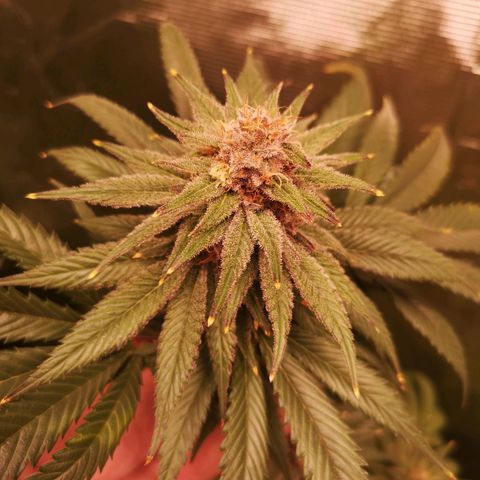 Blueberry cookies growlog timeline photo