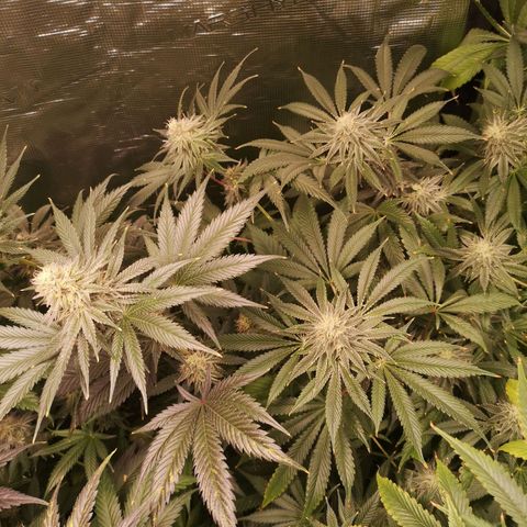 Mandarin cookies v3 growlog timeline photo