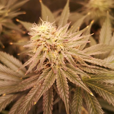 Mandarin cookies v3 growlog timeline photo
