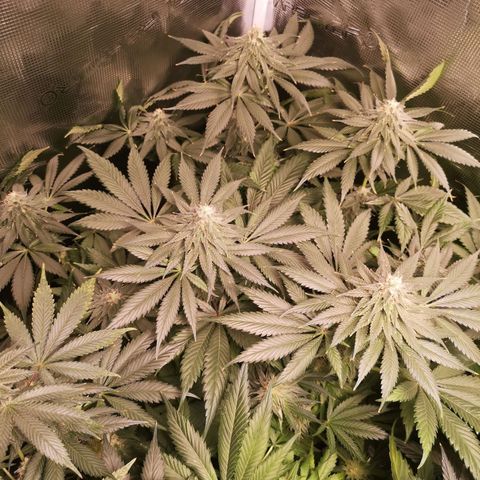 Mystic growlog timeline photo