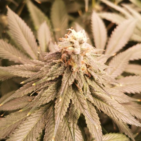 Mystic growlog timeline photo