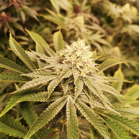 Orange cookie chem growlog timeline photo