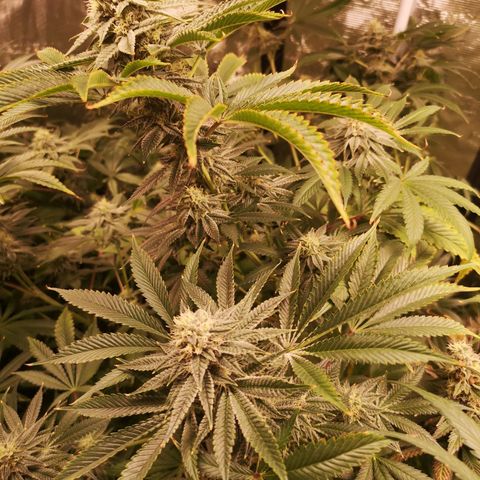 Orange cookie chem growlog timeline photo