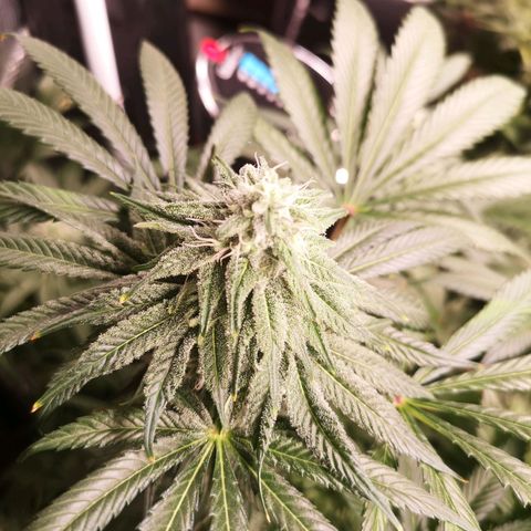 Planet of the grapes  growlog timeline photo