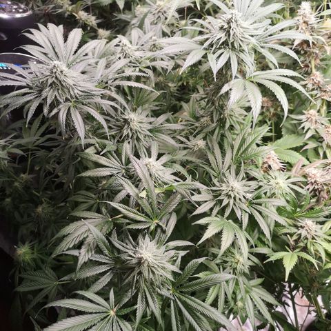 Planet of the grapes  growlog timeline photo