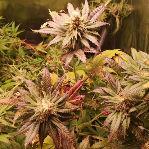 Banana daddy growlog timeline photo