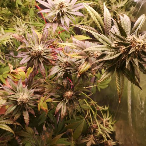 Banana daddy growlog timeline photo
