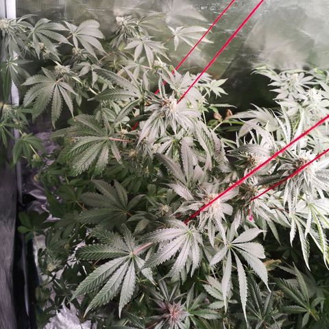 Purple punch cookies growlog timeline photo