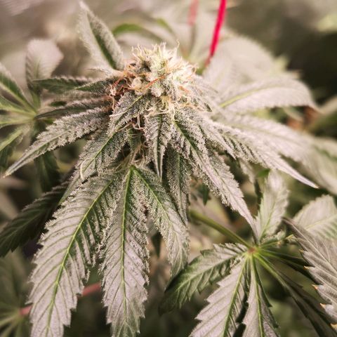 Purple punch cookies growlog timeline photo