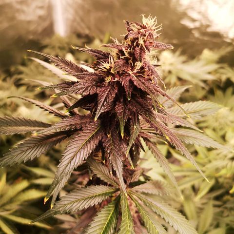 Tropicanna poison fast growlog timeline photo
