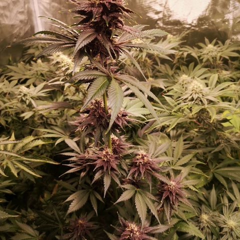 Tropicanna poison fast growlog timeline photo