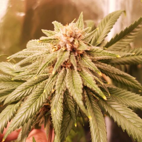 Blueberry cookies growlog timeline photo