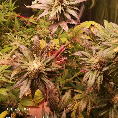 Banana daddy growlog timeline photo