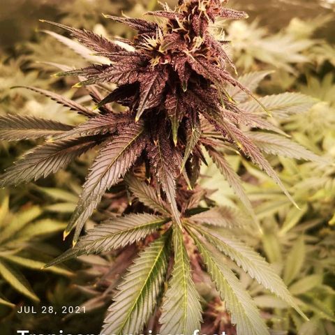Tropicanna poison fast growlog timeline photo
