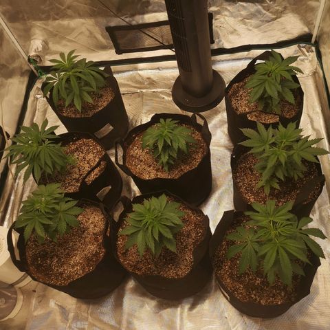 Critical pk growlog timeline photo