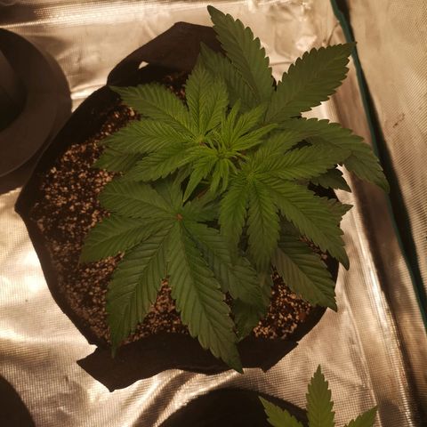 Cherry gar see ya growlog timeline photo