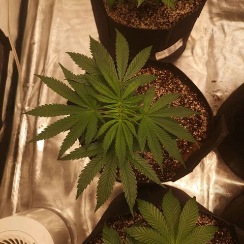 Critical pk growlog timeline photo