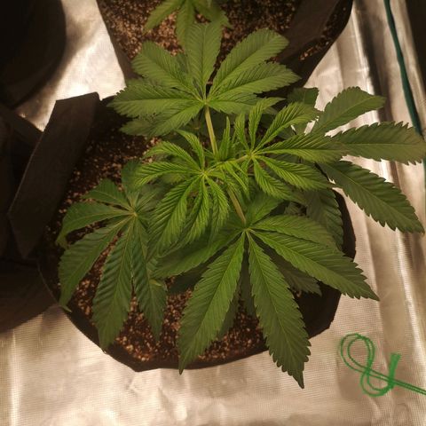 Runtz s1 growlog timeline photo