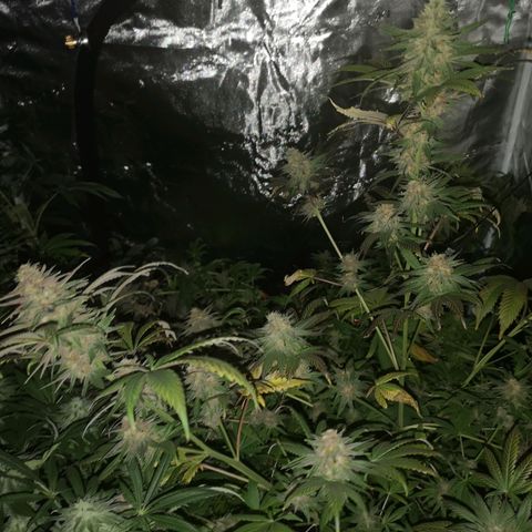 Banana daddy growlog timeline photo