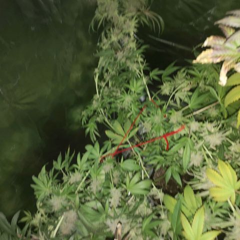 Blueberry cookies growlog timeline photo