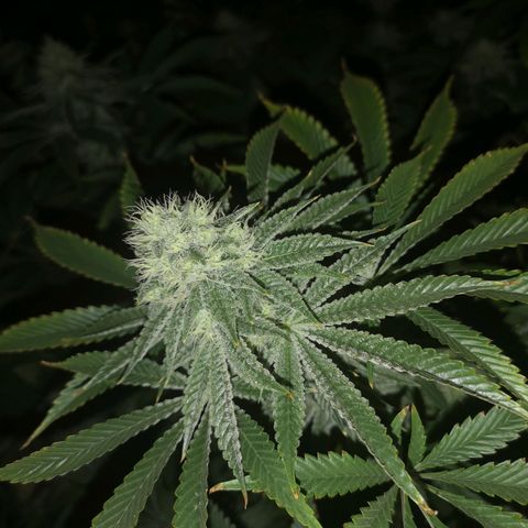 Orange cookie chem growlog timeline photo