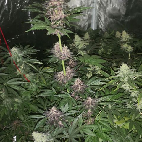Tropicanna poison fast growlog timeline photo