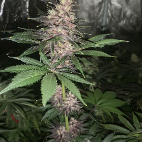Tropicanna poison fast growlog timeline photo