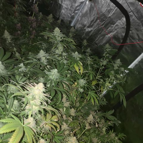 Banana daddy growlog timeline photo