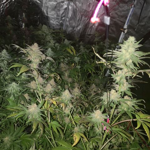 Banana daddy growlog timeline photo
