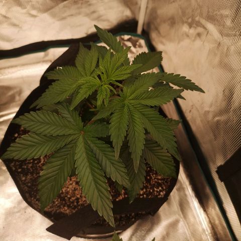 Cherry gar see ya growlog timeline photo