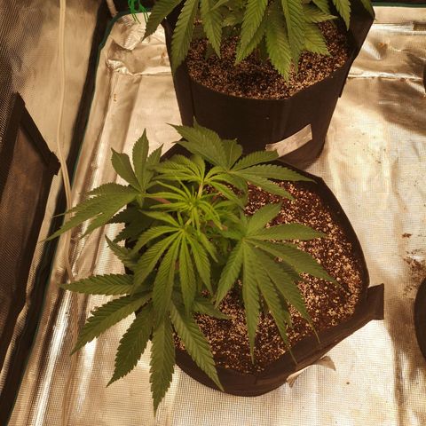 Critical pk growlog timeline photo