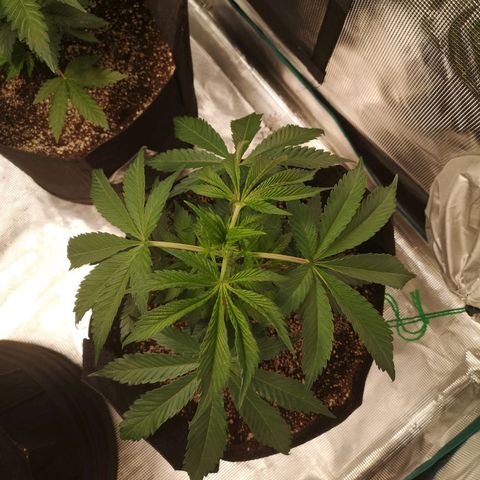 Runtz s1 growlog timeline photo