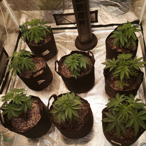 Critical pk growlog timeline photo