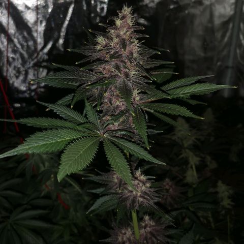 Tropicanna poison fast growlog timeline photo