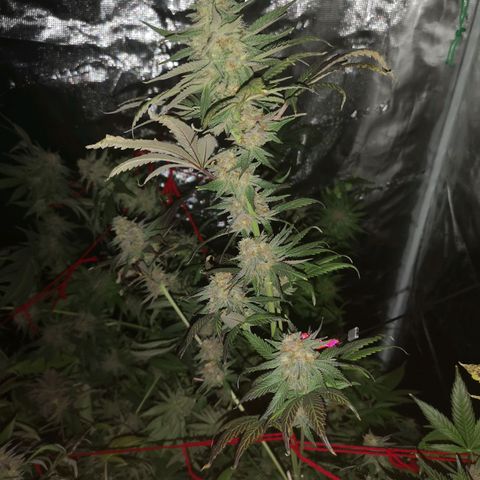 Banana daddy growlog timeline photo